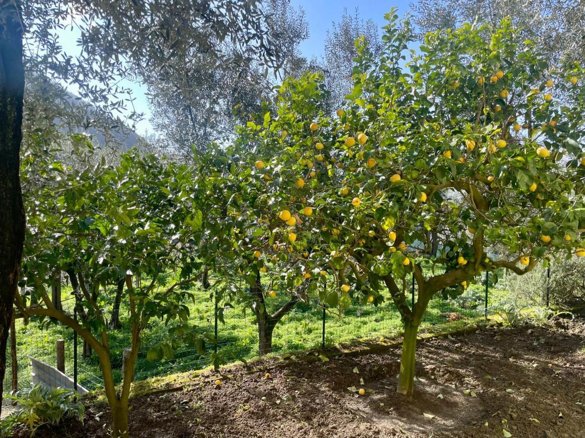 Sorrento Realty Holidays - The Smile Of The Sun Esterno foto